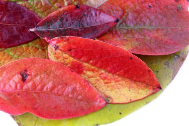 Düşen sonbahar yapraklarını kapatın.