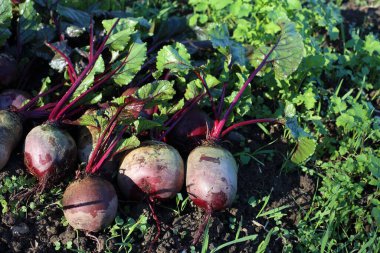 Taze pancar ve yeşil filizler.