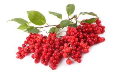 Schisandra chinensis (beş un meyvesi, manolya üzümü)