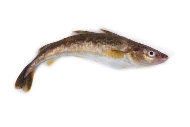 Safran morina balığı beyazda izole edilmiş.