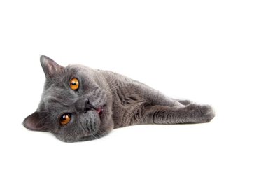 Beyaz arka planda izole edilmiş İngiliz kedisi