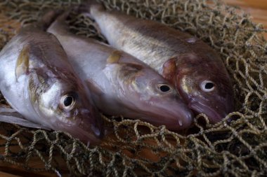 İnternette safran morina balığı