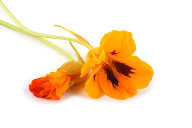 Beyazda izole edilmiş Nasturtiyumlar