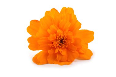 Marigold çiçeği beyaz arkaplanda izole edilmiş.