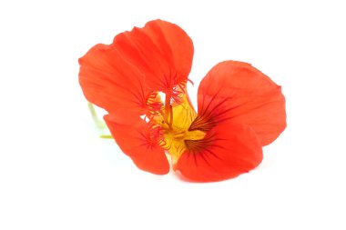 Çiçek açan muhteşem çiçeğe yaklaş