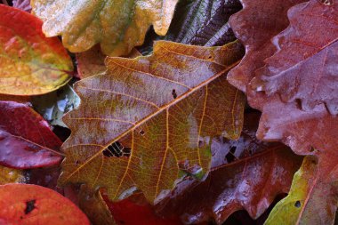 Düşen sonbahar yapraklarını kapatın.
