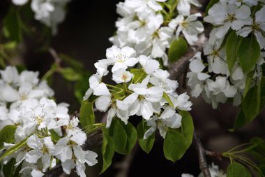 İnanılmaz çiçeklere yakın.