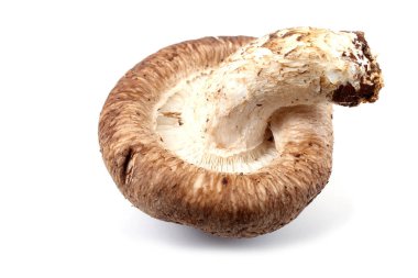 Shiitake mantarı beyaz arkaplanda izole edilmiş.