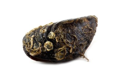 Midye beyazda izole.