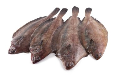 Düz başlı taban (Hipoglossoides elassodon) beyaz üzerinde izole