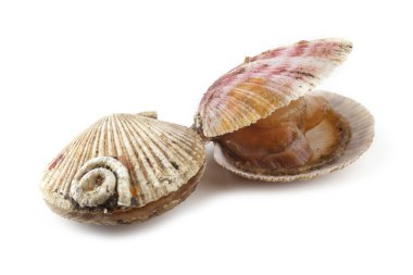 Deniz tarağı ve açık deniz tarağı