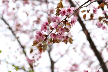 İnanılmaz çiçeklere yakın.