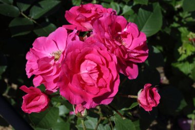 İnanılmaz çiçeklere yakın.