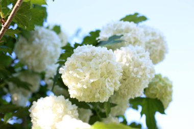 Buldenezh çiçeği. Beyaz çiçekler