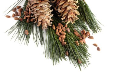 Çam fıstığı beyaza izole edilmiş.