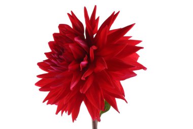 Büyüyen kırmızı yıldız, beyazda izole edilmiş.