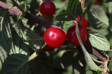 Nanking kirazı yetiştiriyorum. Uzak Doğu lezzeti