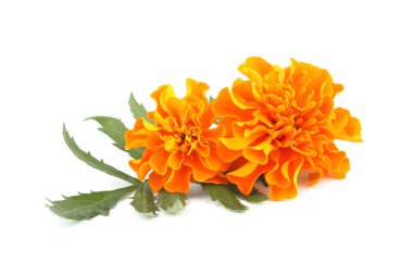 beyaz arkaplanda izole edilmiş kadife çiçekleri