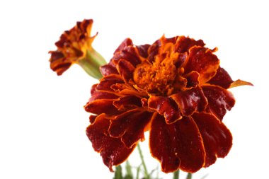 beyaz arkaplanda izole edilmiş kadife çiçekleri