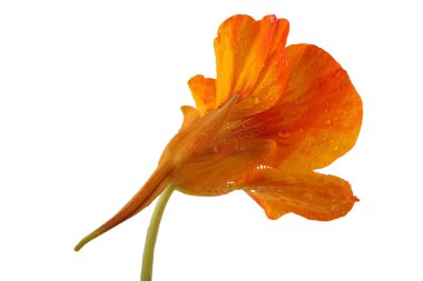 Büyüyen nasturtiyum beyazda izole edilmiş.