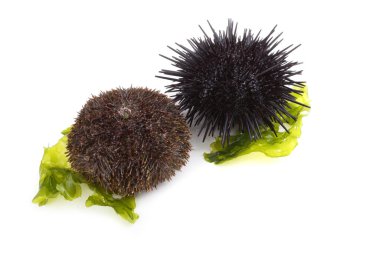 Gri ve Karadeniz kestaneleri ve yosun