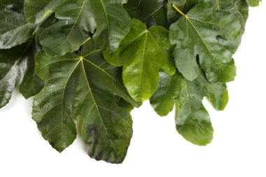 Beyaz arkaplanda incir yaprakları