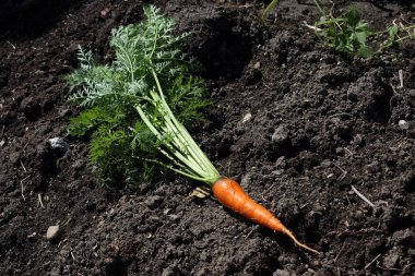 Havuç sahada. Tarım geçmişi