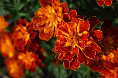 İnanılmaz çiçeklere yakın.