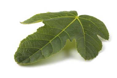 Beyaz üzerinde incir yaprağı izole