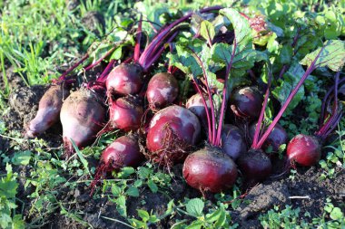 Pancar hasadı alan arka planında