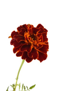 Marigold çiçeği beyaz arkaplanda izole edilmiş.