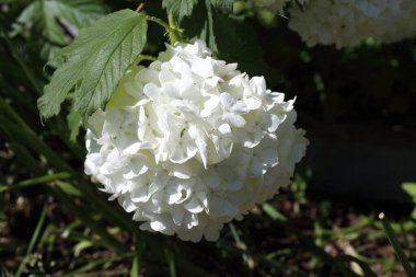 Buldenezh çiçeği. Beyaz çiçekler