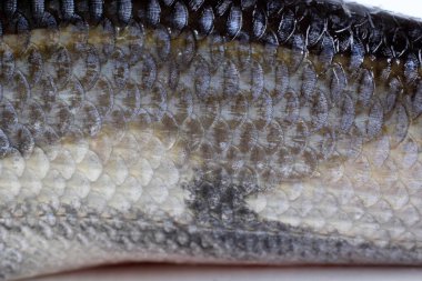 Pasifik kırmızı yüzgeç ölçekleri arkaplanı