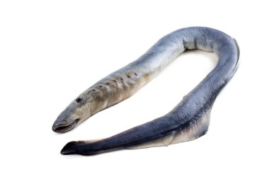 Lamprey balığı. - Vampir. Balık kanı içiyor. Bu balık çok lezzetli.