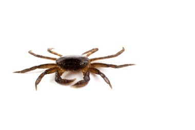 Küçük yengeç bembeyaz