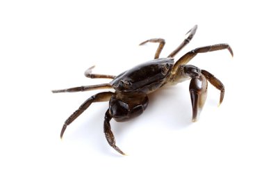 Büyük pençeli küçük yengeç