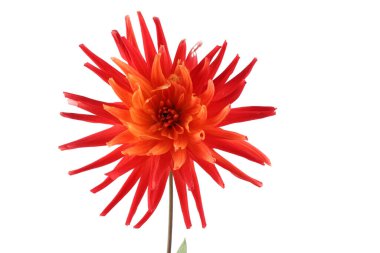 İnanılmaz çiçeklere yakın.