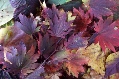 Düşen sonbahar yapraklarını kapatın.