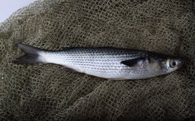 Düz başlı gri kefal (çizgili kefal, kabadayı kefal, kara kefal, sazan, deniz kefal))