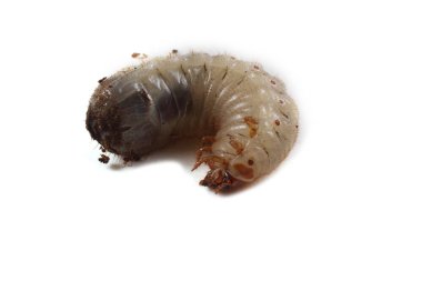 Yeşil gül chafer larvası. Yararlı bir böcek. Larvalar toprağı geliştirir (geri dönüşüm organikleri)