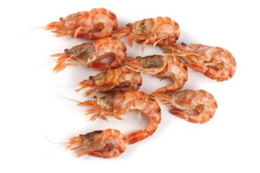 Argis lar (kuro karides, Kuzey Argid). Pasifik karidesi