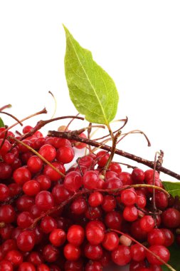 Schisandra Chinensis beyazı izole etti