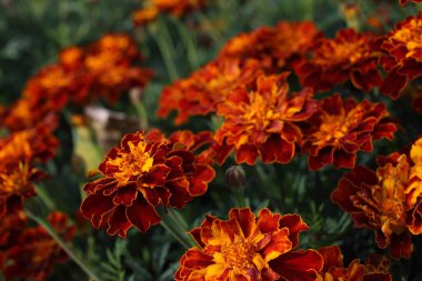 İnanılmaz çiçeklere yakın.