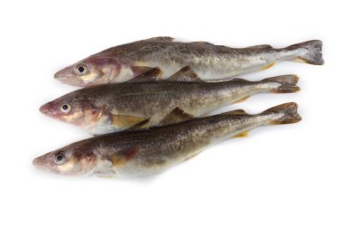 Safran morina balığı beyazda izole edilmiş.