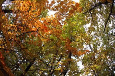 Sonbahar ormanı. Akçaağaçlar ve meşeler