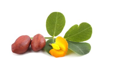 Yapraklı fıstıkları kapat.