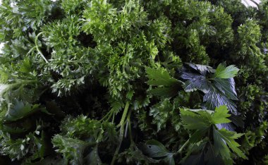 Taze aromalı maydanoz arkaplanı