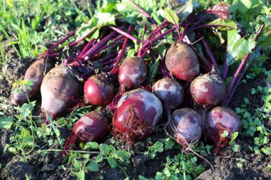 Taze pancar ve yeşil filizler.