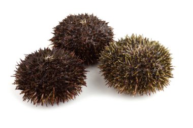 Gri deniz kestaneleri bembeyaz