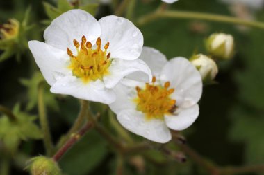 İnanılmaz çiçeklere yakın.